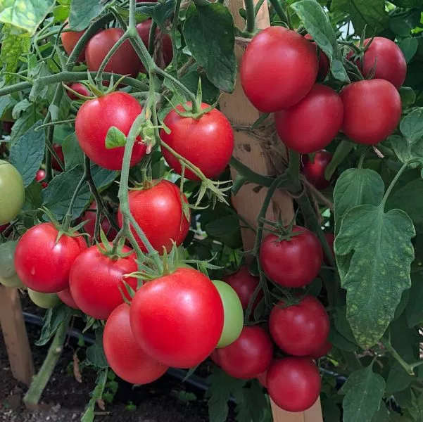 malinovyy-zemledelets-main-150627