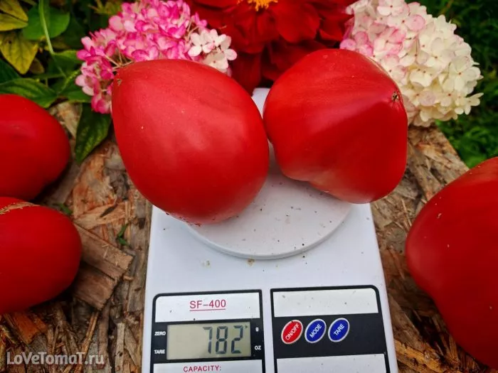 malkolm-linkoln-11-155486