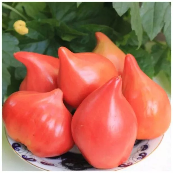 malkolm-linkoln-2-155486