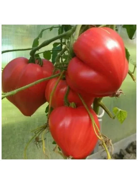 malkolm-linkoln-3-155486