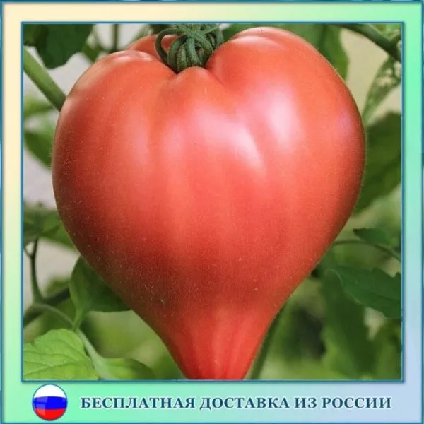 malkolm-linkoln-5-155486