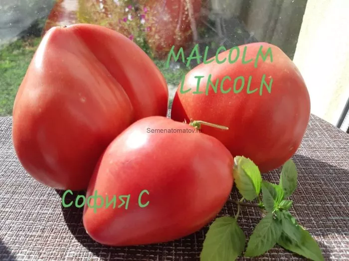 malkolm-linkoln-7-155486