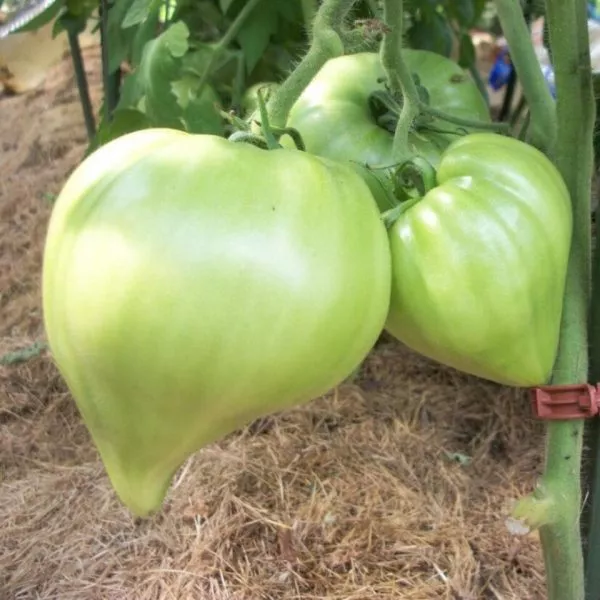 malkolm-linkoln-8-155486