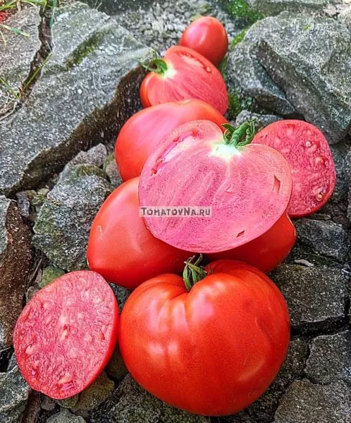 malkolm-linkoln-9-155486