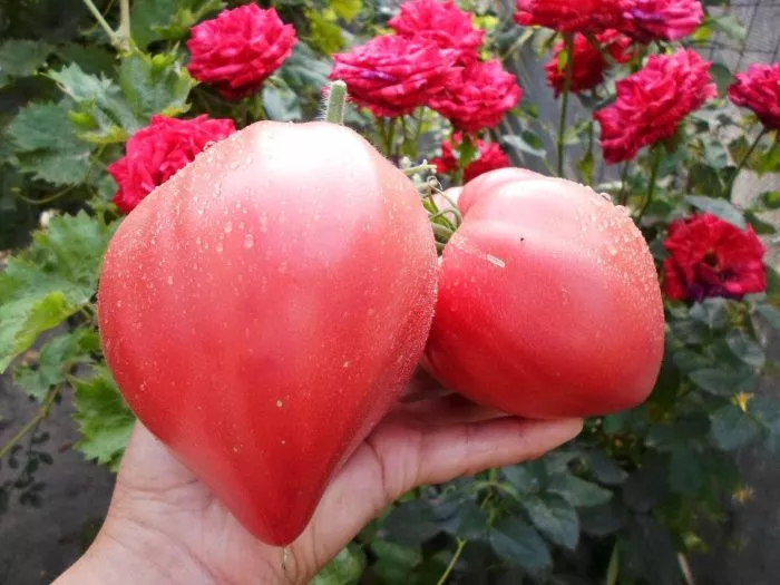 malkolm-linkoln-main-155486