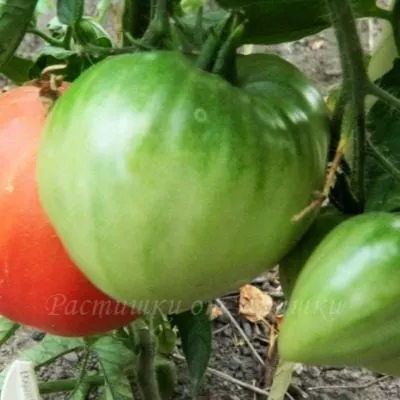 mamino-serdtse-4-148493