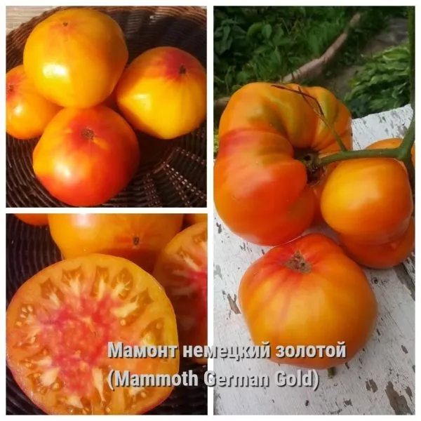 mamont-nemetskiy-zolotoy-3-142443