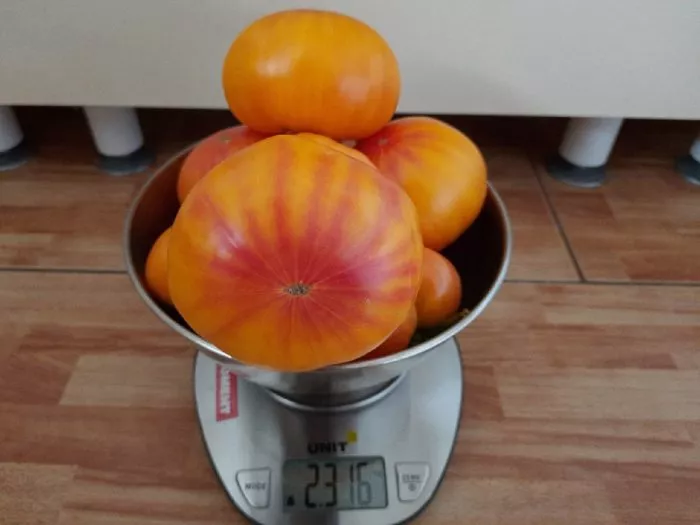 mamont-nemetskiy-zolotoy-4-142443