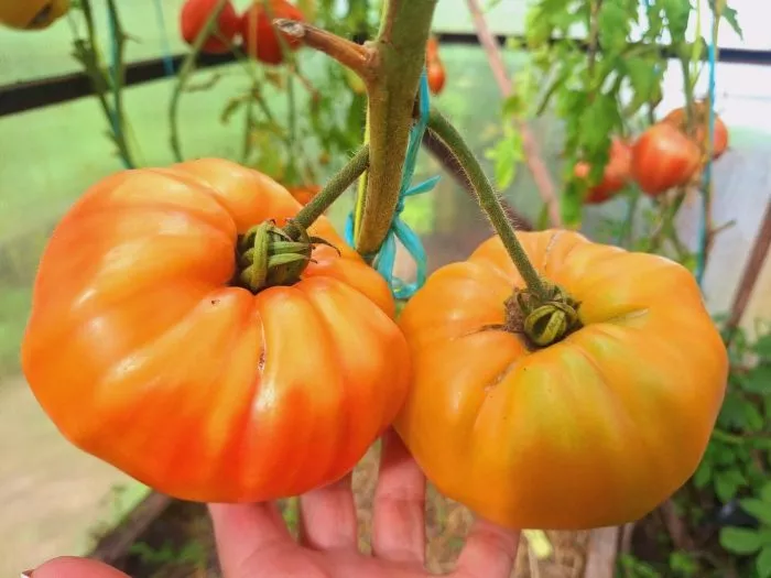 mamont-nemetskiy-zolotoy-main-142443