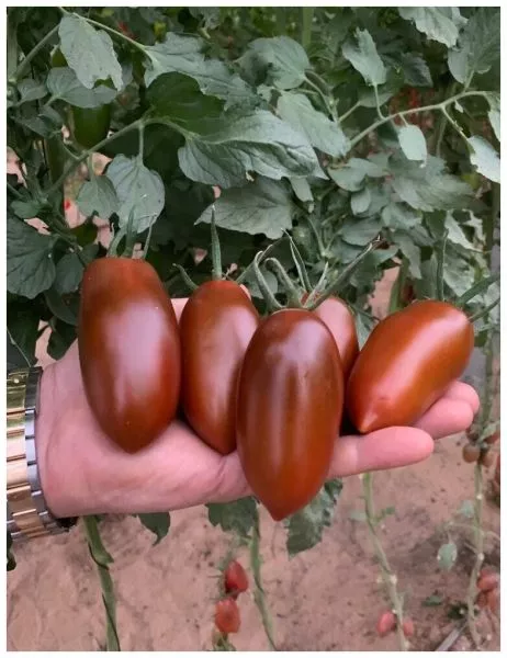 mar-saba-main-156850