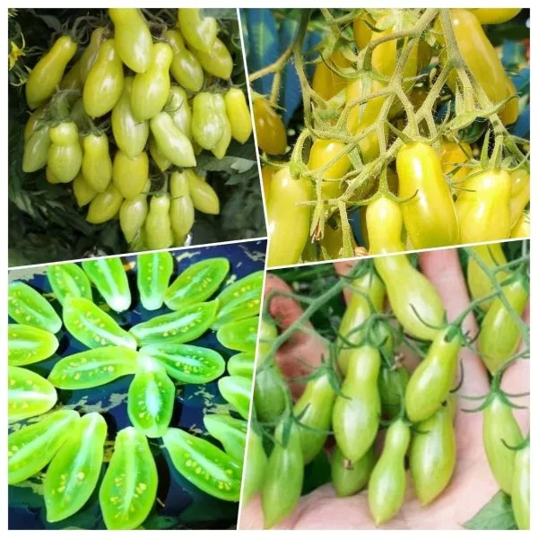 marmeladnye-palchiki-2-140185-1