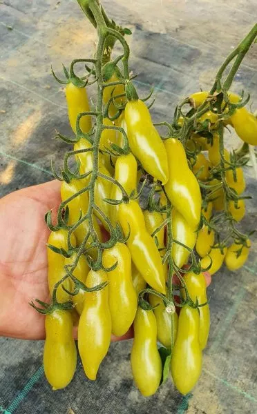 marmeladnye-palchiki-2-140185