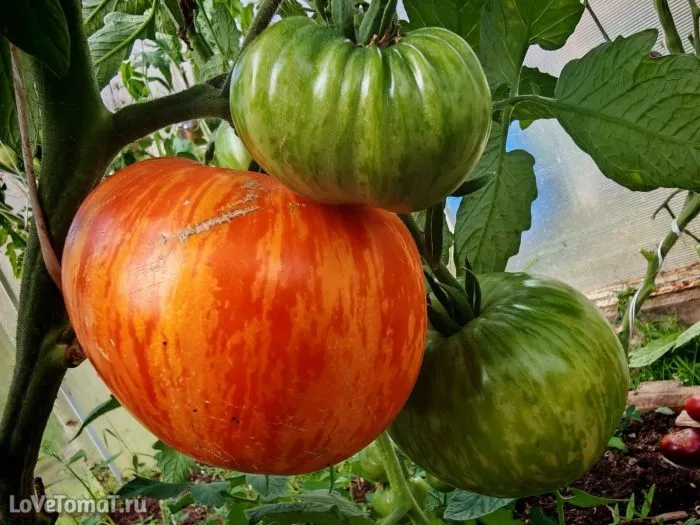 marvel-strayp-4-141234