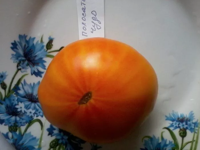 marvel-strayp-5-141234