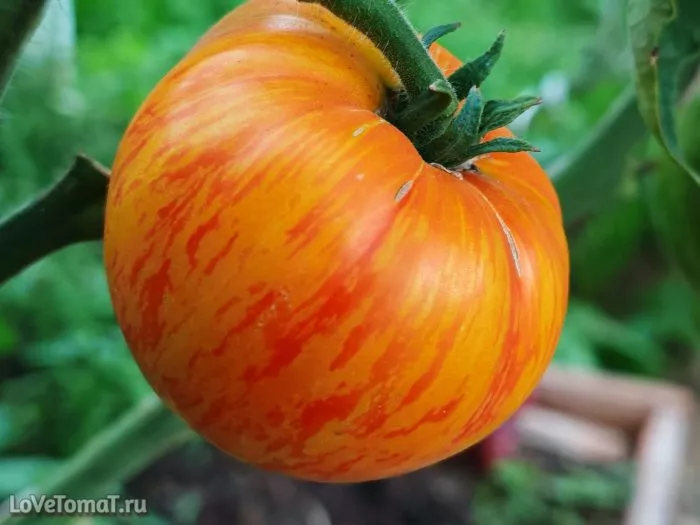 marvel-strayp-main-141234