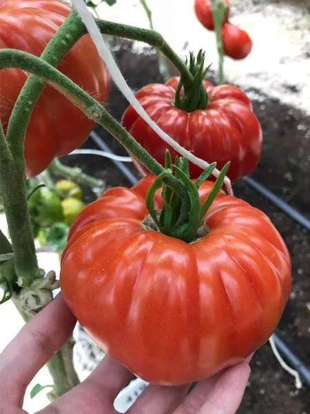 mechta-velikana-1-152708