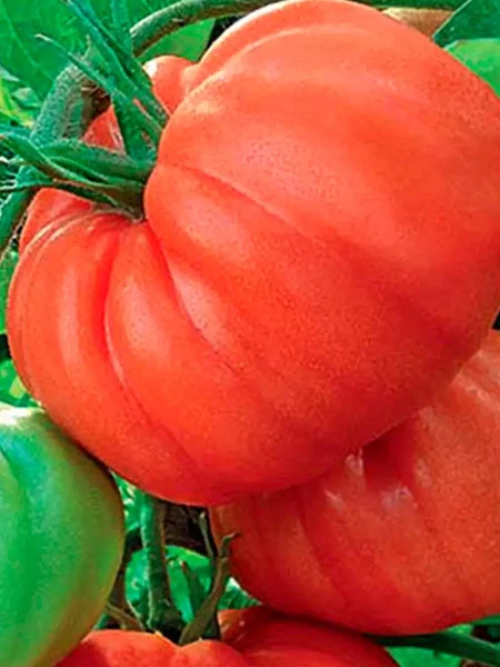 mechta-velikana-3-152708