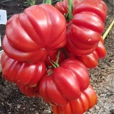 mechta-velikana-8-152708