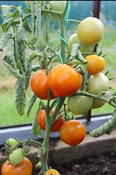 medovye-kupola-1-162975