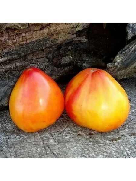 medovye-kupola-3-162975