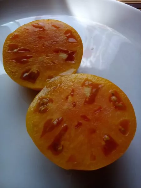 medovye-kupola-5-162975