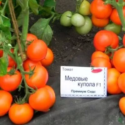 medovye-kupola-6-162975