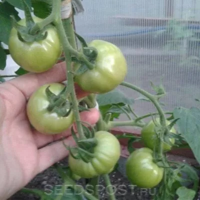 medovye-kupola-7-162975