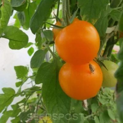 medovye-kupola-8-162975