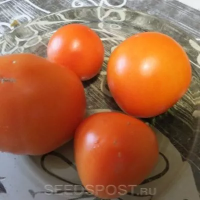 medovye-kupola-9-162975