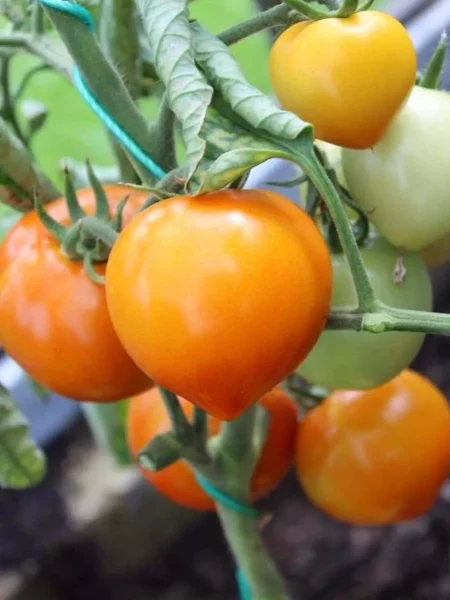 medovye-kupola-main-162975