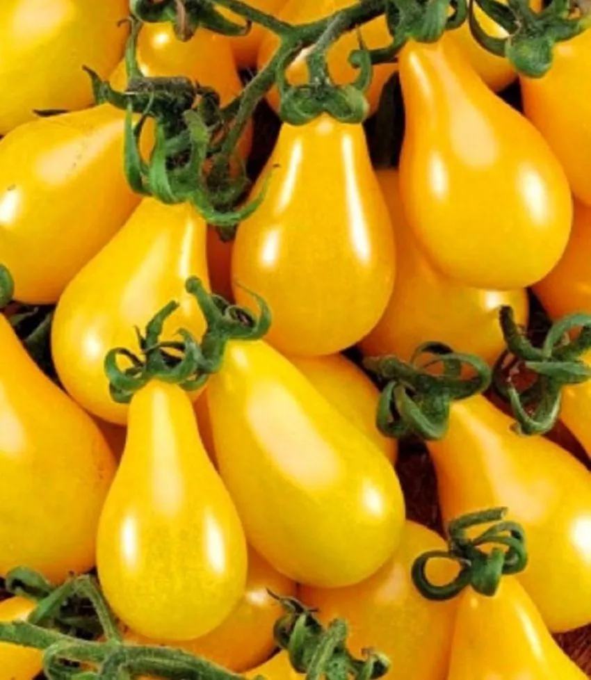 medovyy-kaskad-2-131938