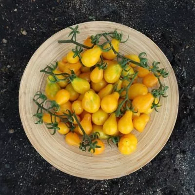 medovyy-kaskad-3-131938