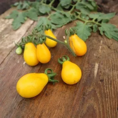 medovyy-kaskad-6-131938