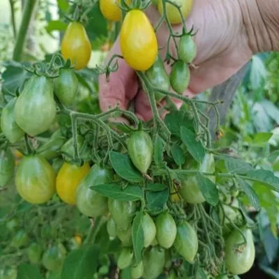 medovyy-kaskad-7-131938