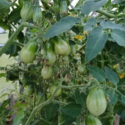 medovyy-kaskad-8-131938