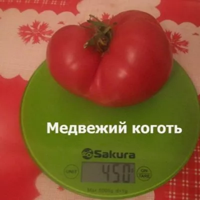 medvezhiy-kogot-10-166758