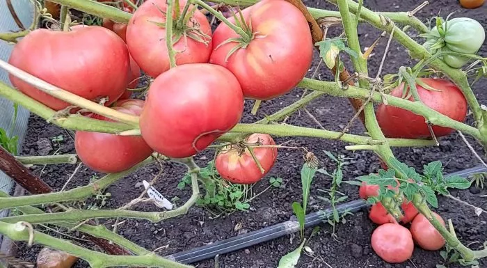 medvezhiy-kogot-2-166758