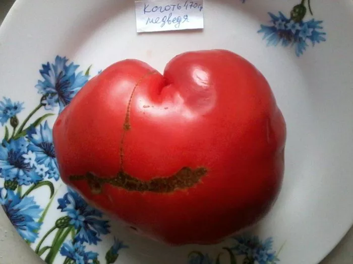 medvezhiy-kogot-5-166758