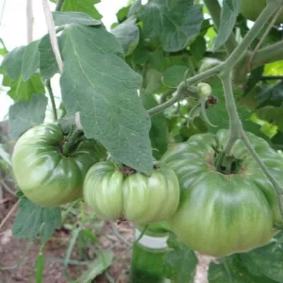 medvezhiy-kogot-7-166758