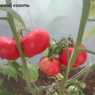 medvezhiy-kogot-8-166758