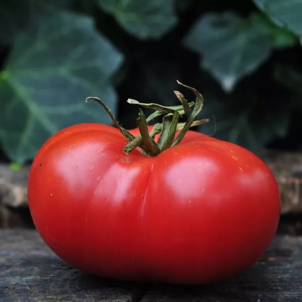 medvezhiy-kogot-main-166758