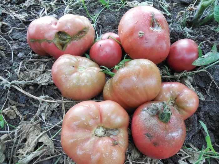 mglistaya-roza-dana-1-168261