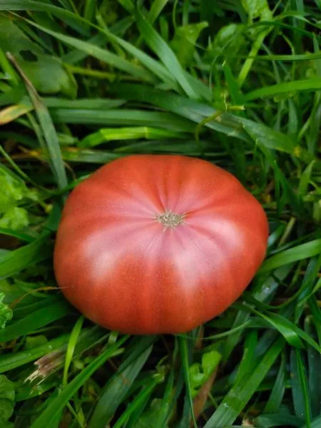 mglistaya-roza-dana-3-168261