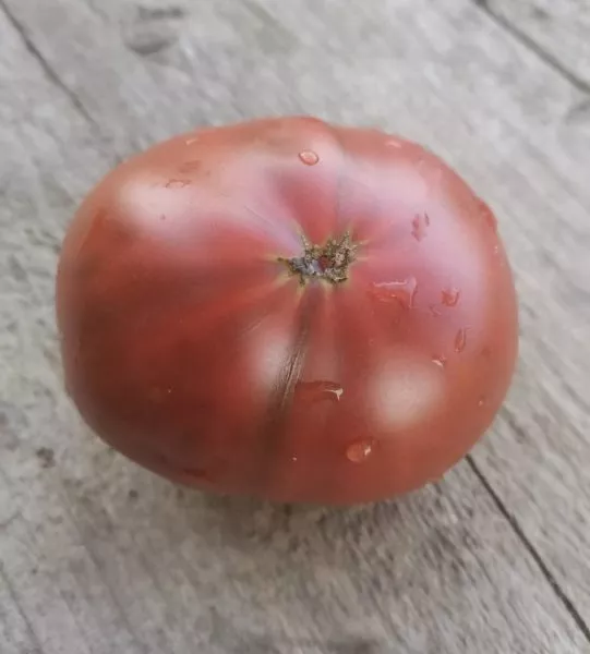 mglistaya-roza-dana-5-168261