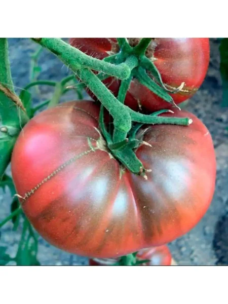 mglistaya-roza-dana-main-168261