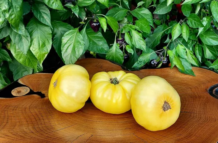 mikado-karamelnyy-3-166800