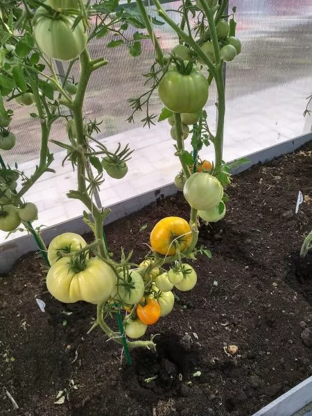 mikado-zolotoy-2-167935