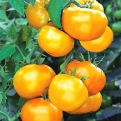 mikado-zolotoy-4-167935