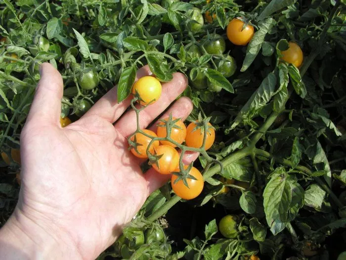 minigold-main-150080