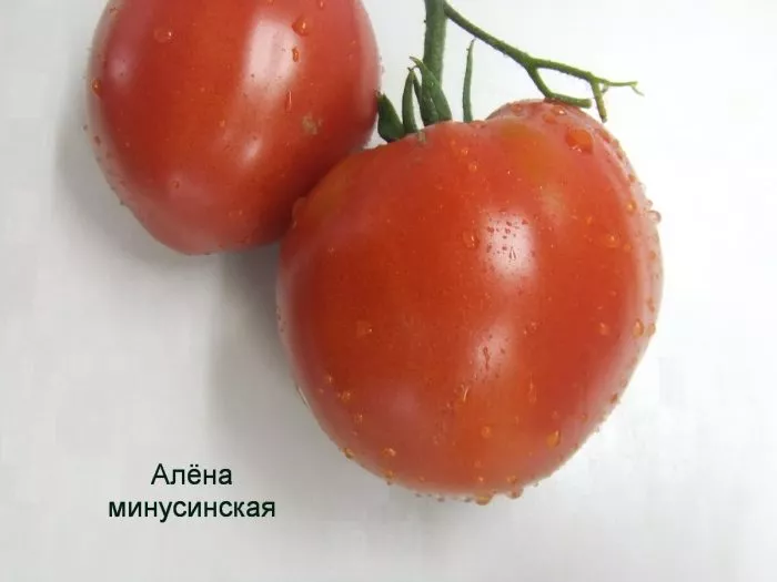 minusinskaya-alyonka-1-152598